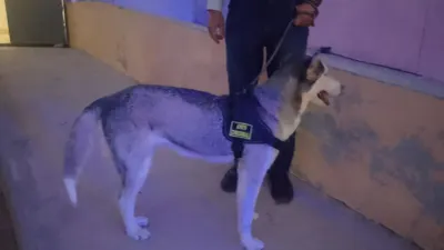 Husky que atacó a menor en CCPN suma segunda denuncia por agresión