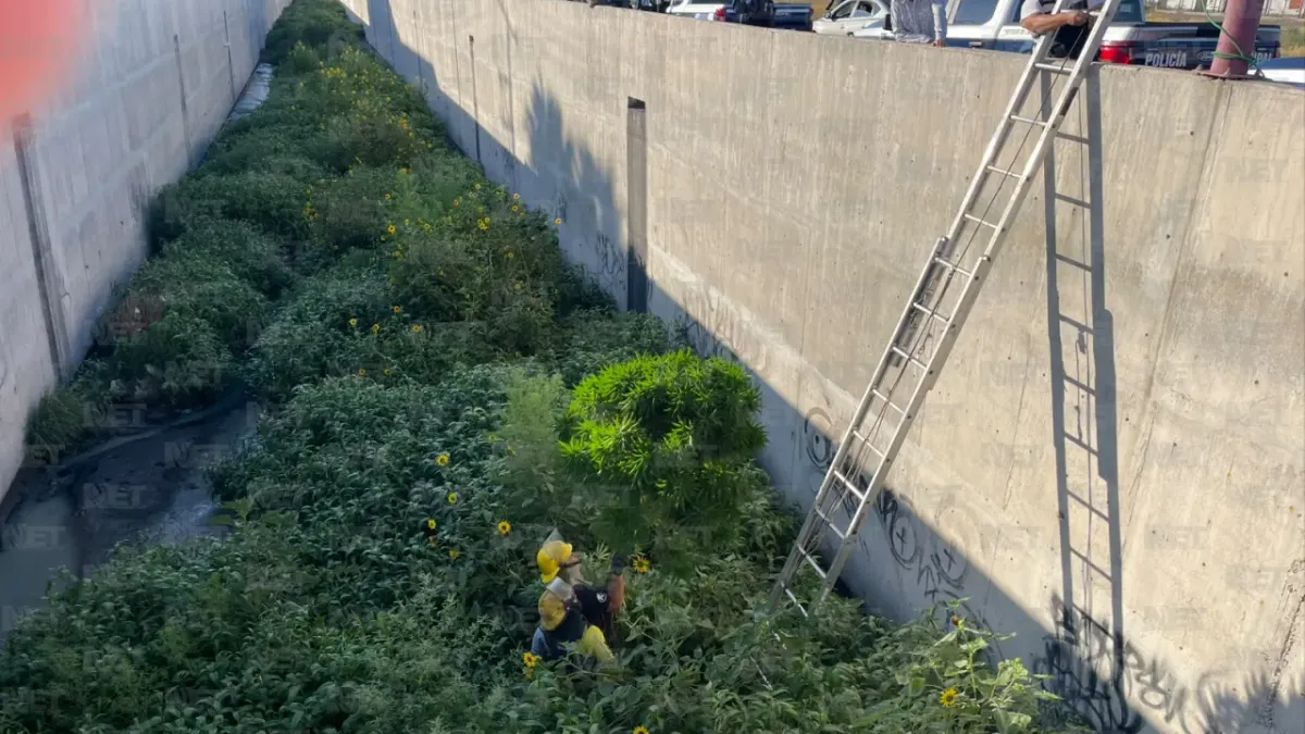 Retiran planta de marihuana de más de 2 metros del dren 2A en la Teófilo Borunda