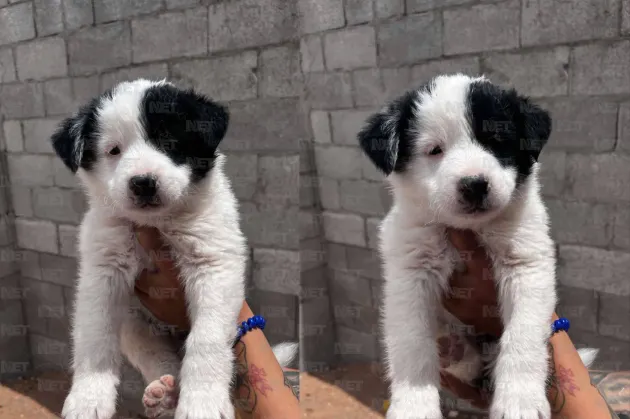 Pide juarense ayuda para recuperar a su perrito Koda
