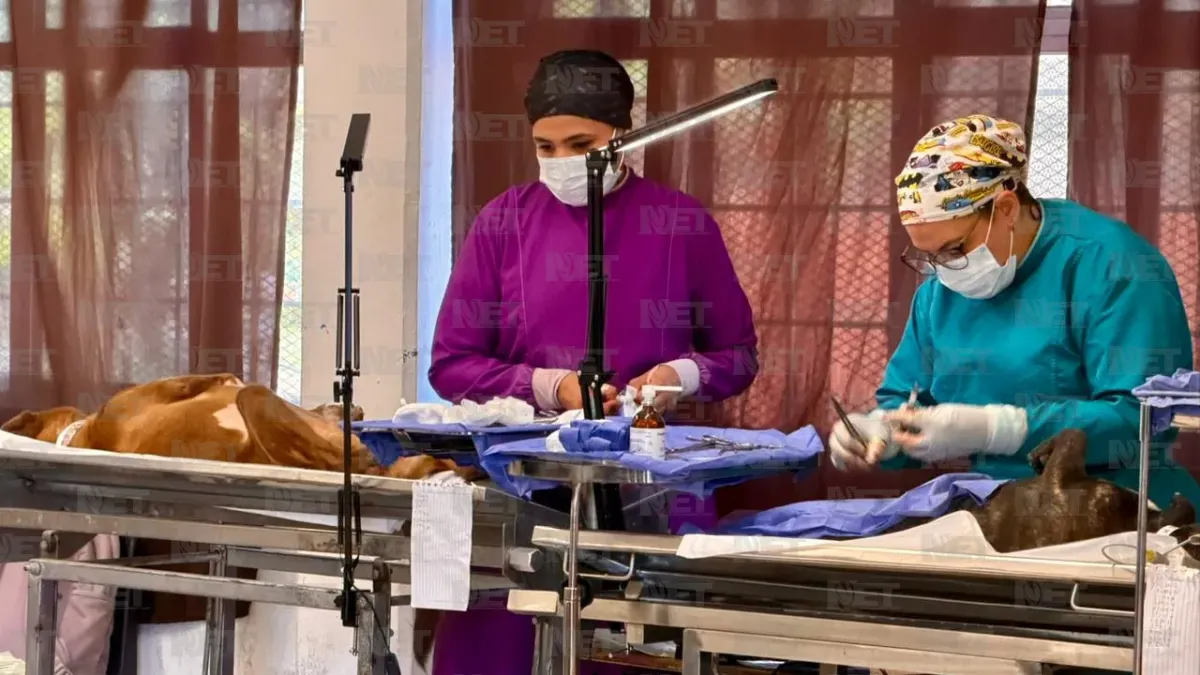 Esterilizan gratis a mascotas en escuela de Infonavit Juárez Nuevo