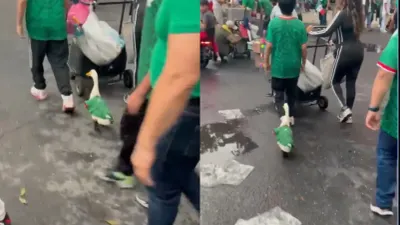 Merlín, el pato mexicano que se vuelve viral en el Mundial 2026