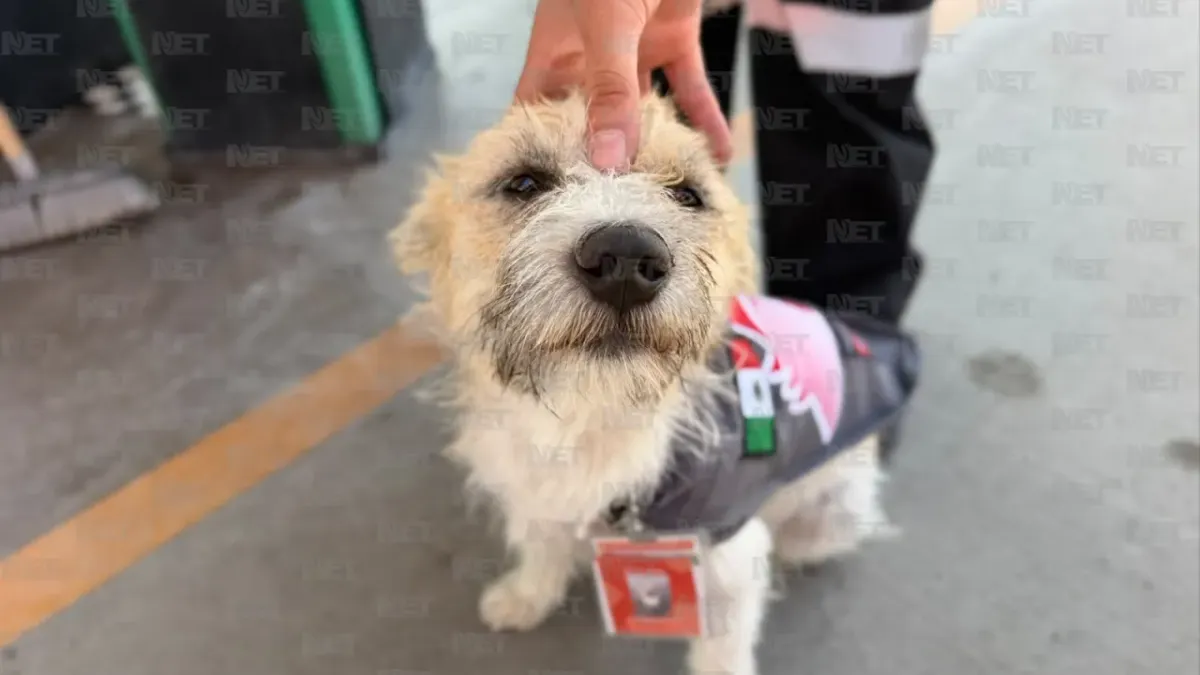 Adoptan a perrito callejero y lo nombran 'gerente general' de gasolinera