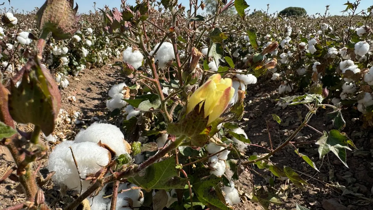 Algodón, el 'Oro Blanco' que hizo crecer a Juárez y hoy casi ha desaparecido