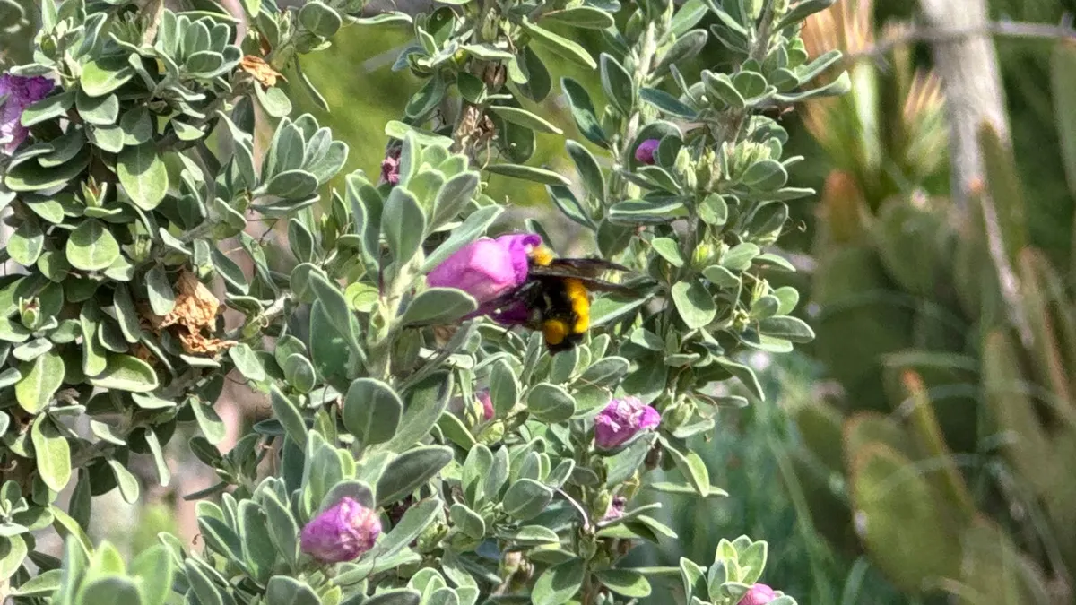 Convocan a jornadas de limpieza en jardín comunitario de Vista del Valle