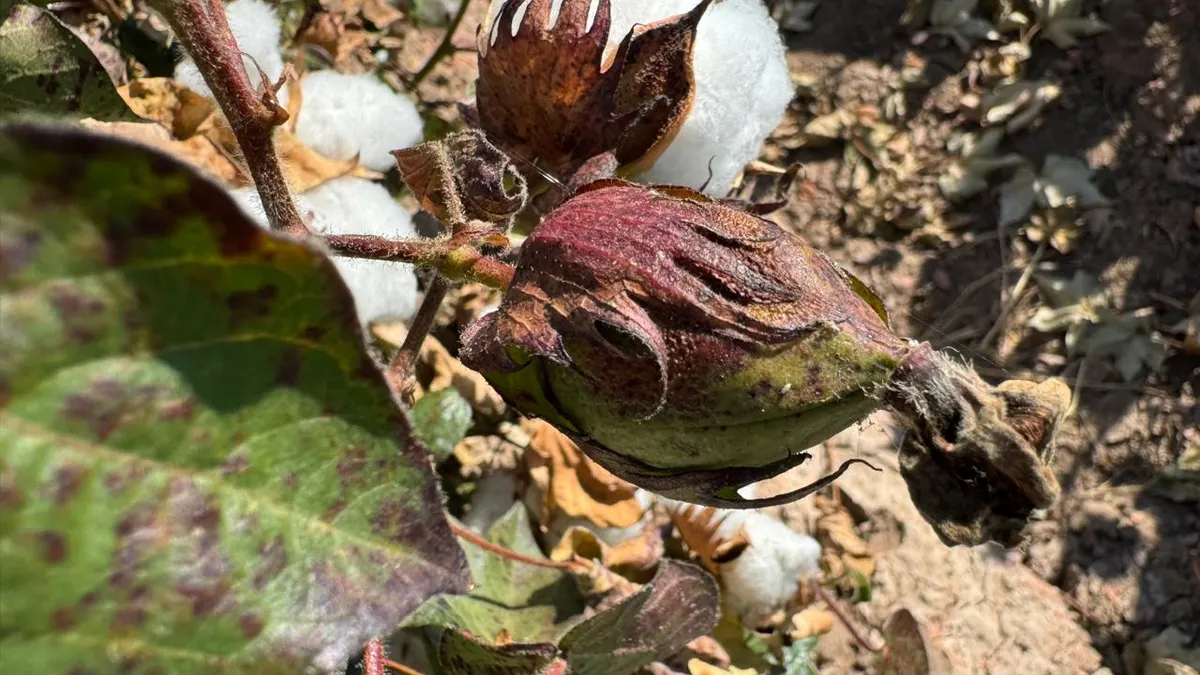 Algodón, el 'Oro Blanco' que hizo crecer a Juárez y hoy casi ha desaparecido