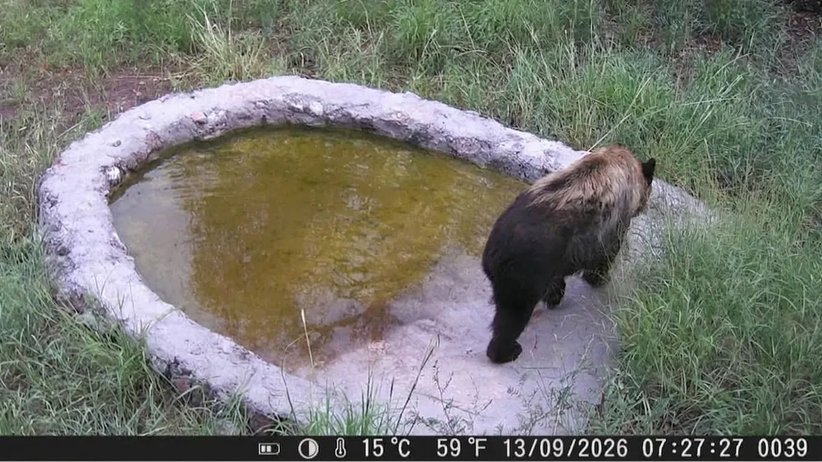 Captan a oso negro en bebedero artificial en carretera de Chihuahua