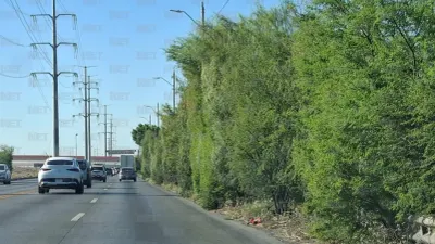 Favorecen lluvias recientes a vegetación de camellones en Juárez