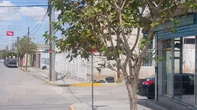 Analizan incrementar multas por poda y tala ilegal de árboles en Juárez