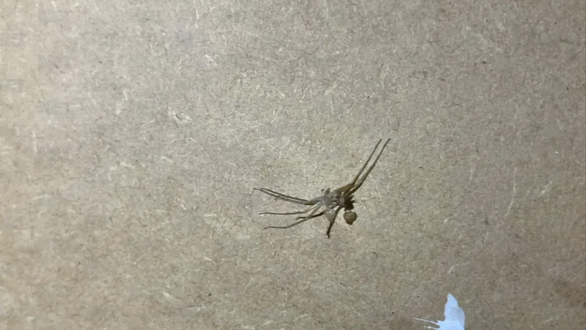 Aumentan plagas en Juárez por el calor: alertan por garrapatas y arañas
