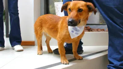Piden proteger a mascotas ante clima adverso en El Paso