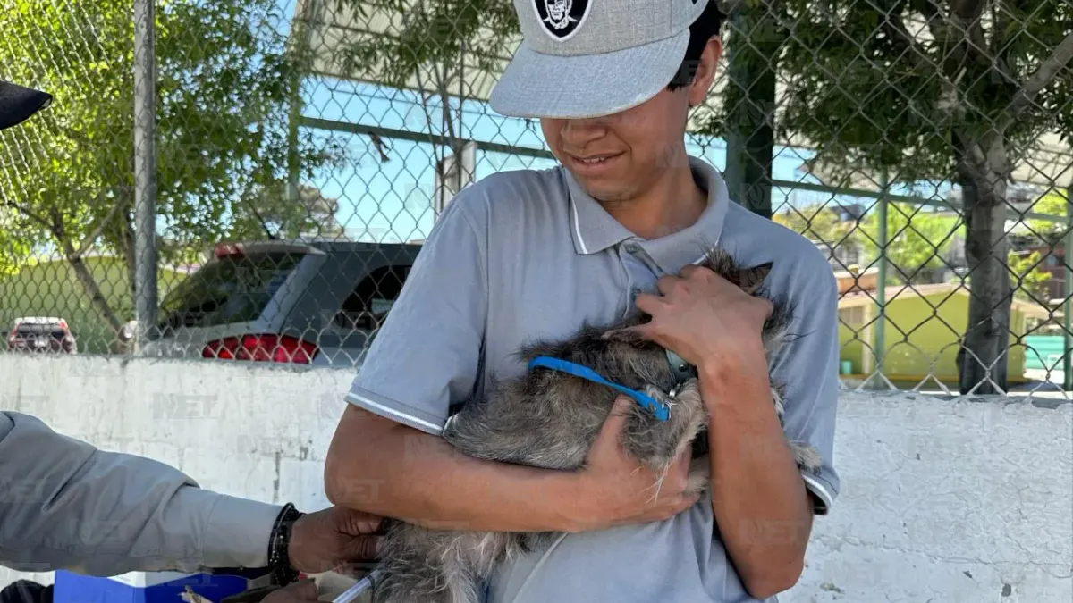 Anuncian vacunación antirrábica gratuita para perros y gatos en Juárez