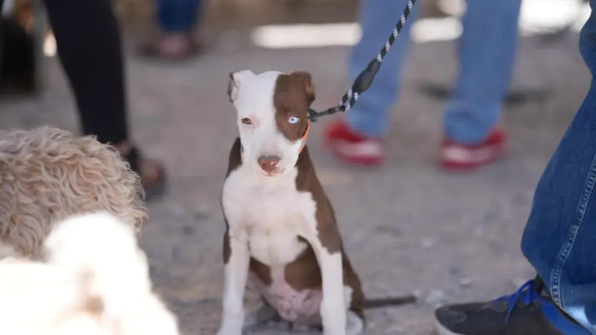 Jornada de salud animal del Partido Verde atiende a más de 600 mascotas