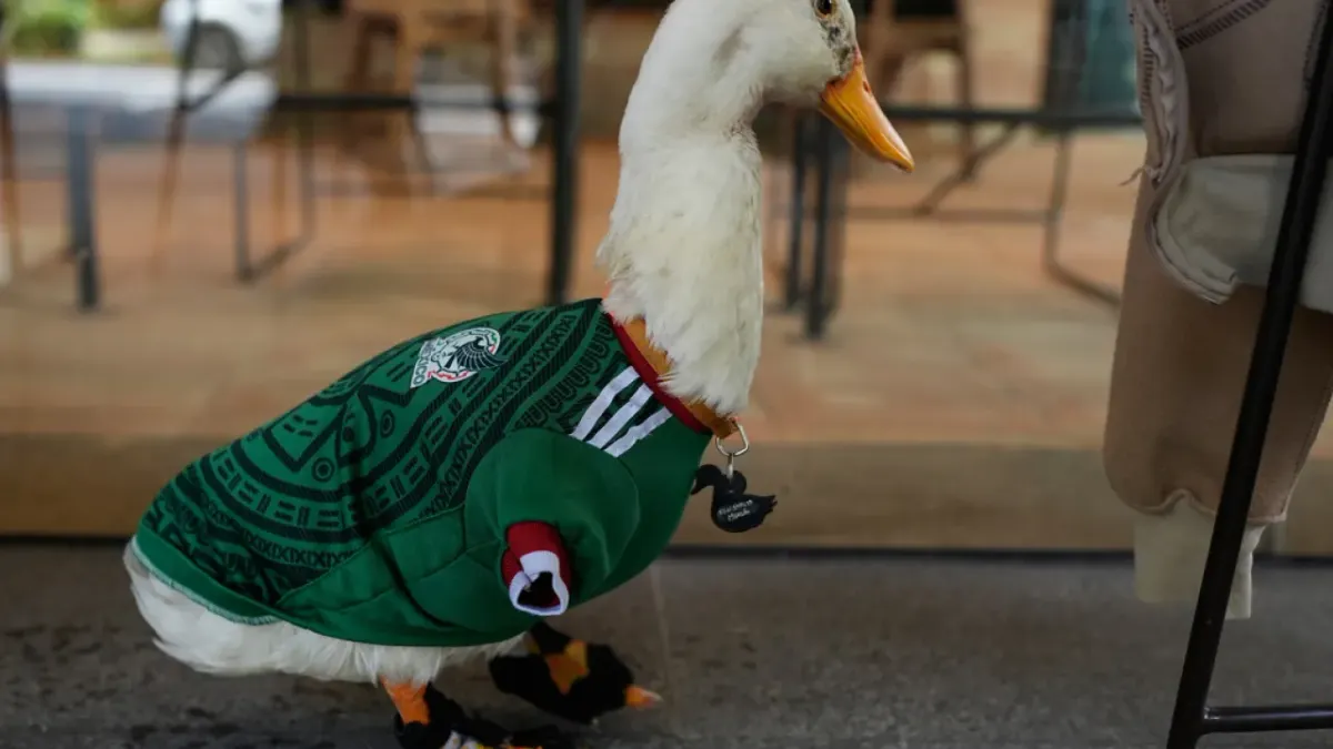 El pato Merlín ya es la mascota no oficial del Mundial 2026