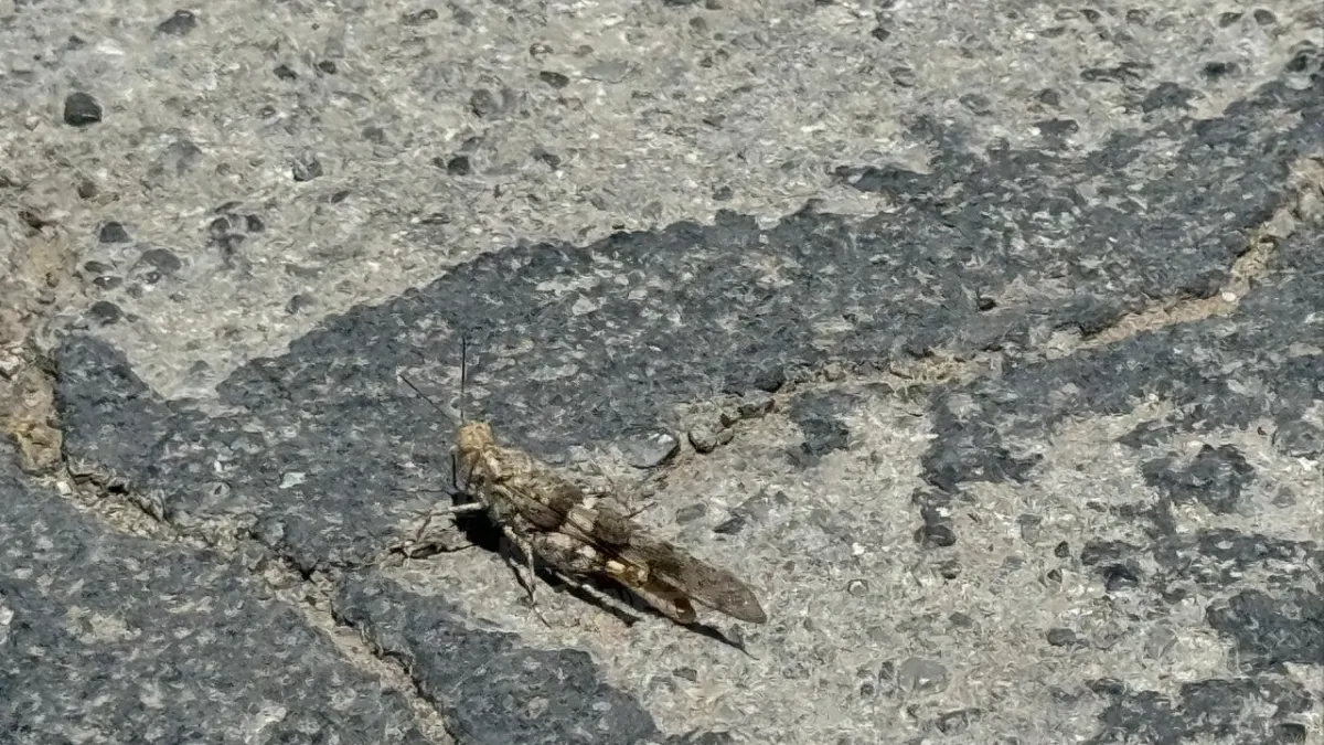 Presencia de chapulines en Juárez no es una plaga, explican expertos