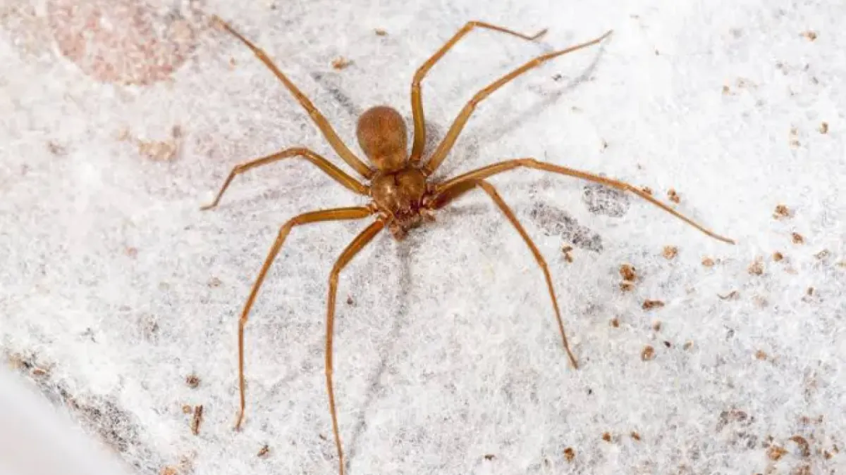 Aumentan plagas en Juárez por el calor: alertan por garrapatas y arañas