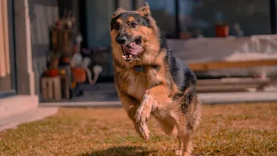 Los 5 hábitos que pueden alargar la vida de tu perro, según expertos