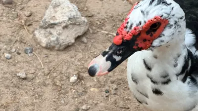 Especialistas explican carnosidades en patos del Parque Central
