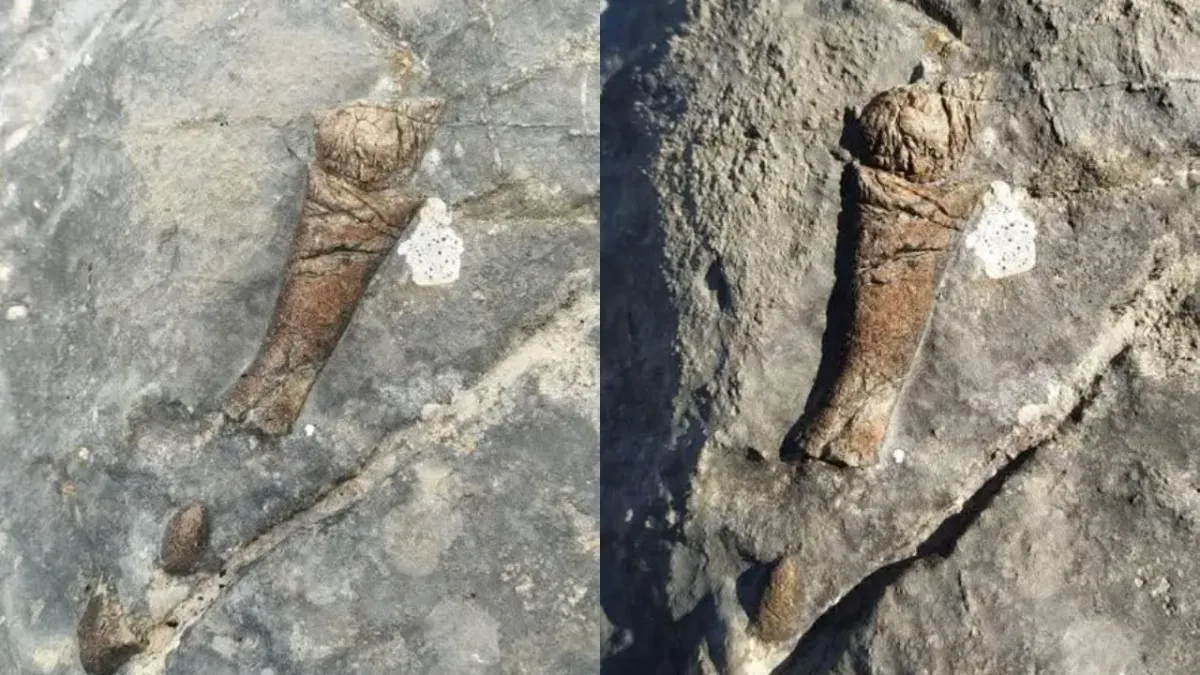 Hallan supuestos huesos fosilizados en la Sierra de Juárez