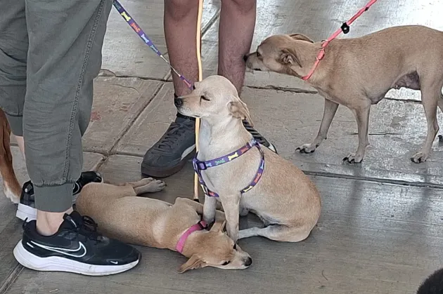 Invitan a jornada de esterilización gratuita mañana en la primaria Rubén Valenzuela
