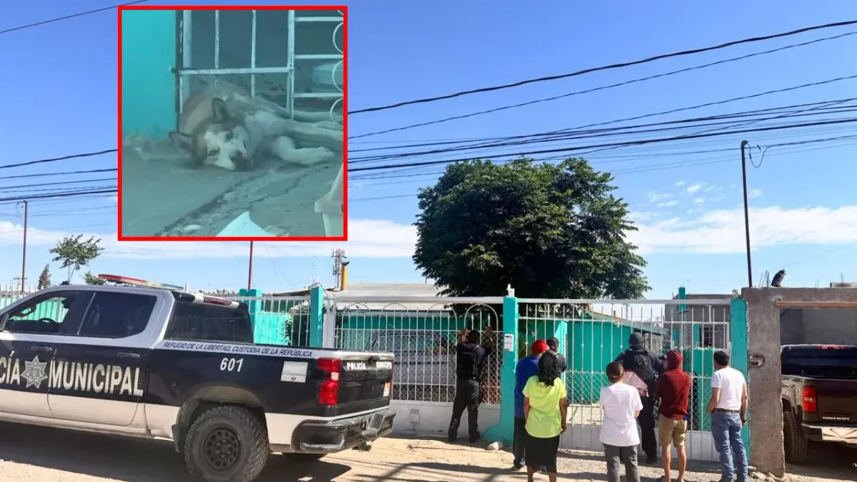 Rescatan a perro atrapado en barandal en colonia Los Alcaldes