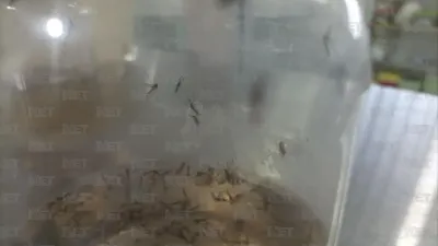 Denuncian Vecinos invasión de mosquitos en Juárez; temen brotes de enfermedades