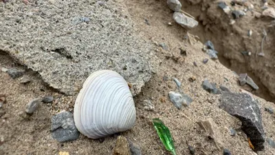Desbordamiento del río Bravo deja al descubierto conchas y langostinos