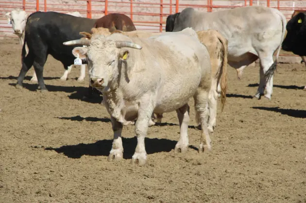 Suspenden México y EU importación de animales vivos por gusano barrenador