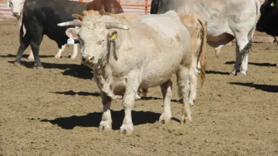 Suspenden México y EU importación de animales vivos por gusano barrenador