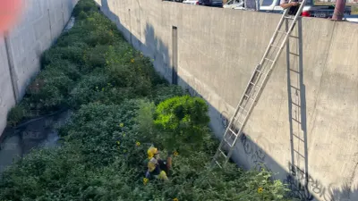 Retiran planta de marihuana de más de 2 metros del dren 2A en la Teófilo Borunda