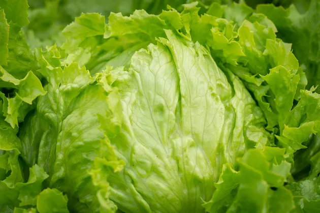 Investigan lechuga mexicana por brote de ciclosporiasis en EU
