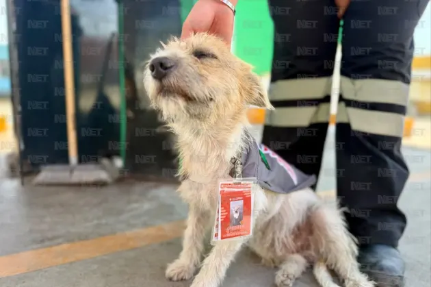 Adoptan a perrito callejero y lo nombran 'gerente general' de gasolinera