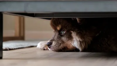 Identifica estudio los detonantes más comunes de miedo y ansiedad en perros domésticos