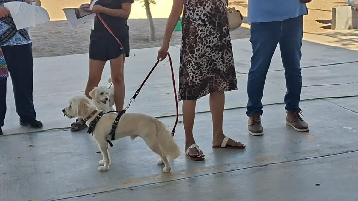 Realizan jornada de esterilización de mascotas en Infonavit Jarudo