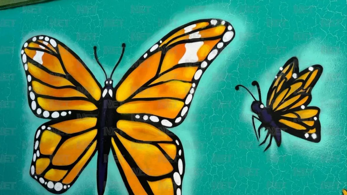 Invitan a observar ruta de la mariposas monarca