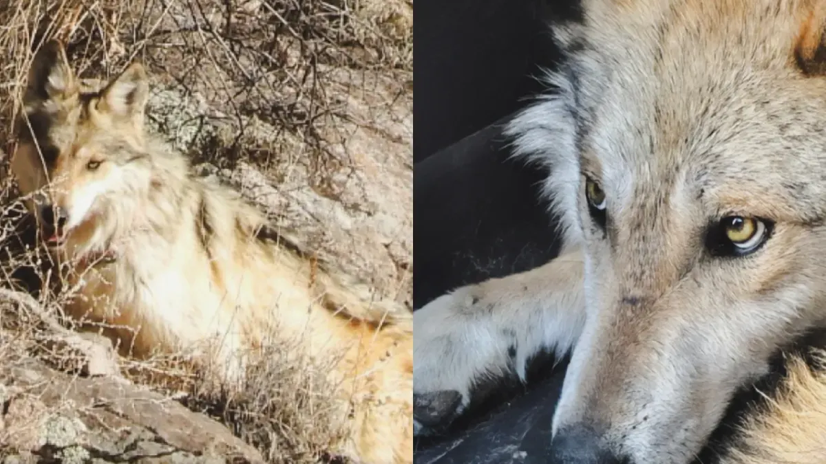 Liberan ejemplares de lobo mexicano en Casas Grandes