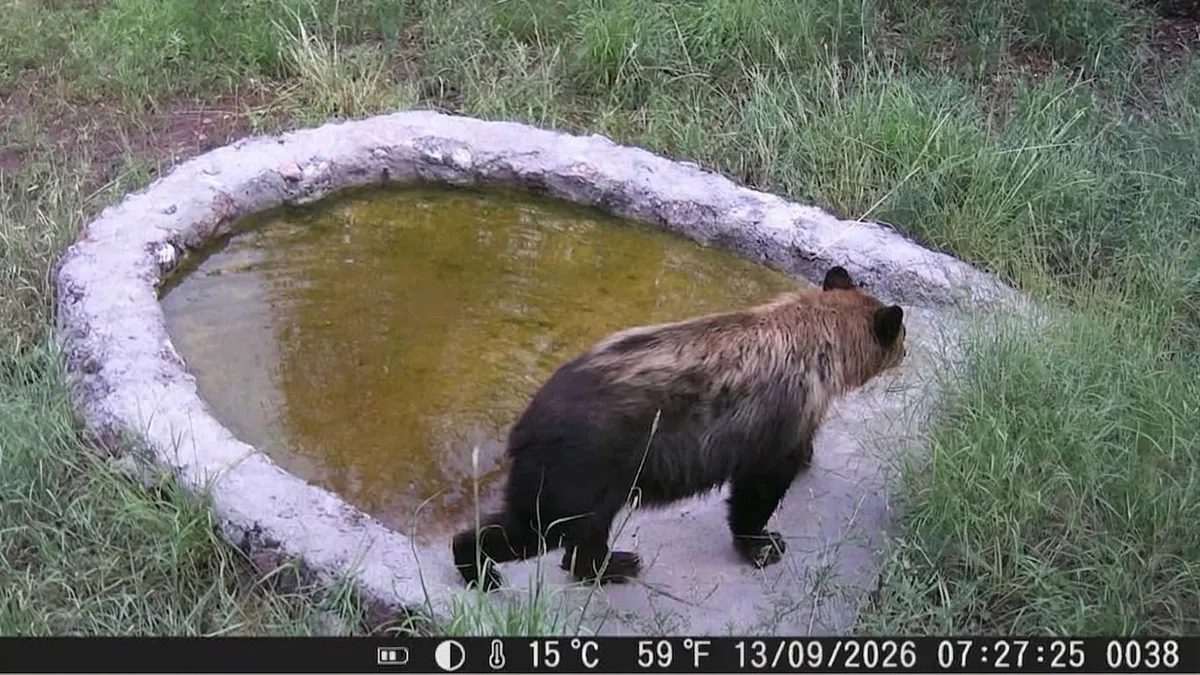 Captan a oso negro en bebedero artificial en carretera de Chihuahua