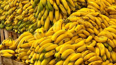 Recibe Banco de Alimentos 21 toneladas de plátano y las reparte a familias vulnerables