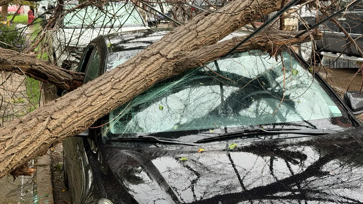 Colapsa árbol seco sobre auto en calle Río Nilo tras lluvias
