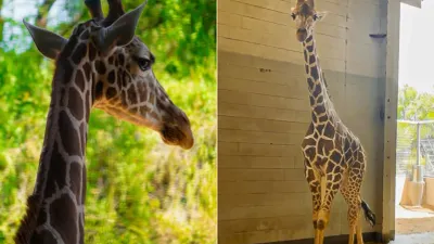 Recibe Zoológico de El Paso a Dan, nueva jirafa macho de 19 meses