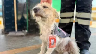 Adoptan a perrito callejero y lo nombran 'gerente general' de gasolinera