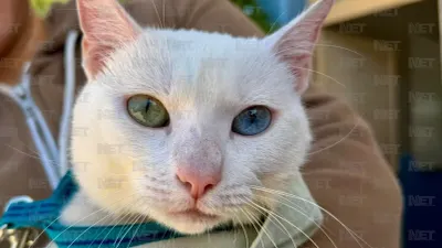 Realiza DABA jornada gratuita de esterilización en Praderas del Sol