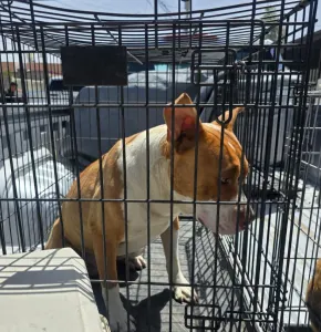 Rescatan perros y gatos víctimas de maltrato en distintas colonias