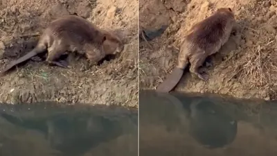 Captan a castor a orillas del río en el Valle de Juárez; piden respetarlo