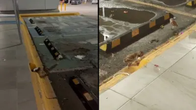 Descubren a familia de tecolotes viviendo en desagüe de centro comercial