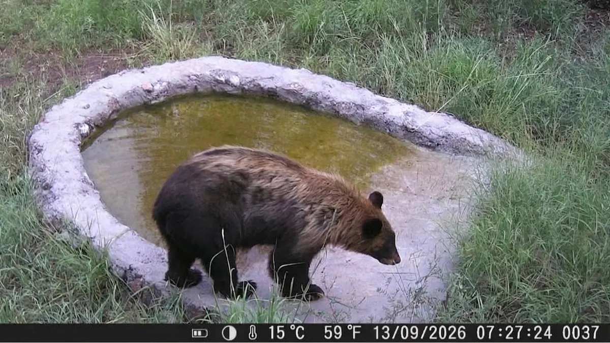 Captan a oso negro en bebedero artificial en carretera de Chihuahua
