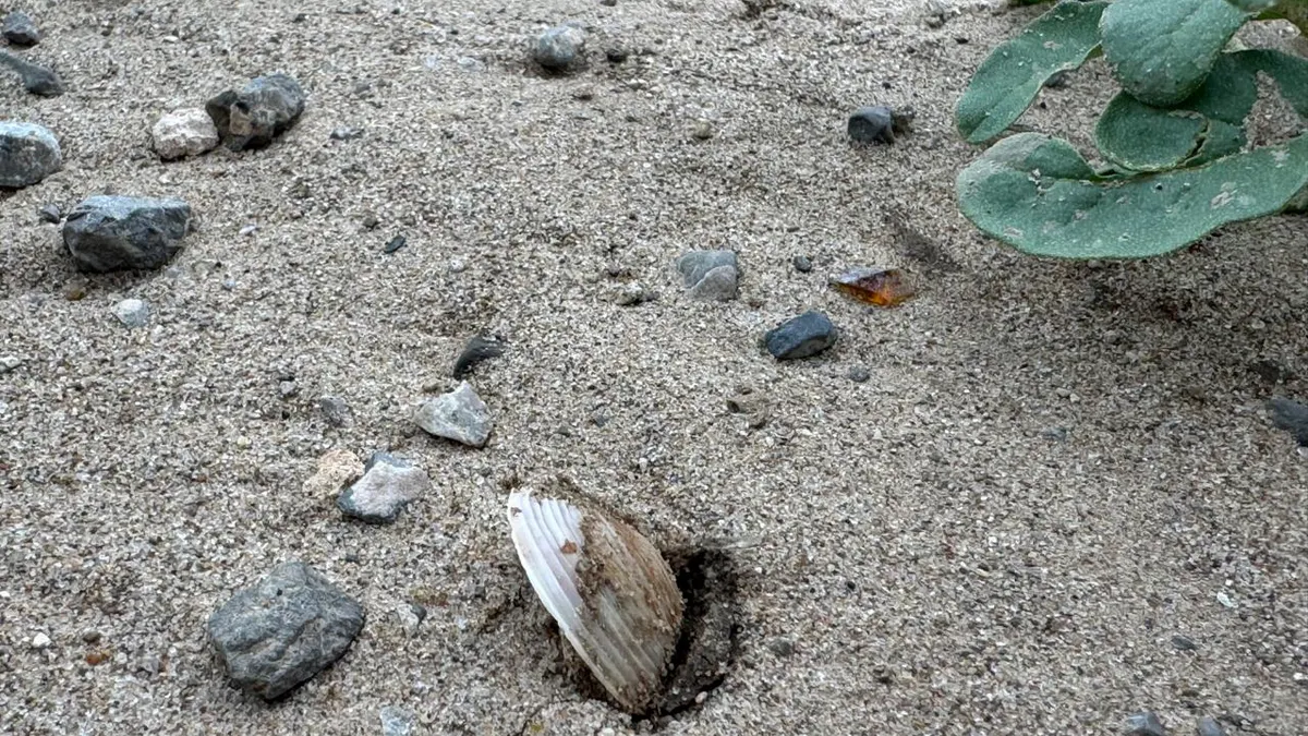 Desbordamiento del río Bravo deja al descubierto conchas y langostinos