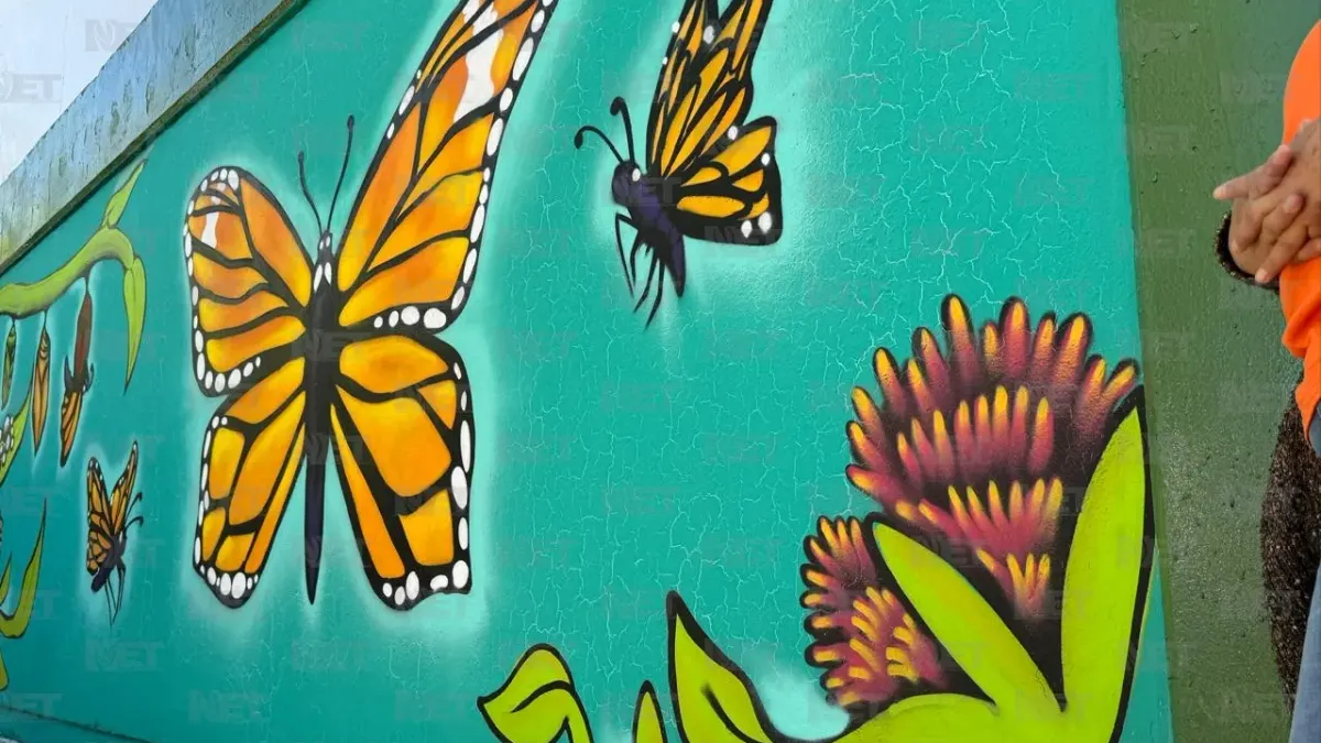Invitan a observar ruta de la mariposas monarca