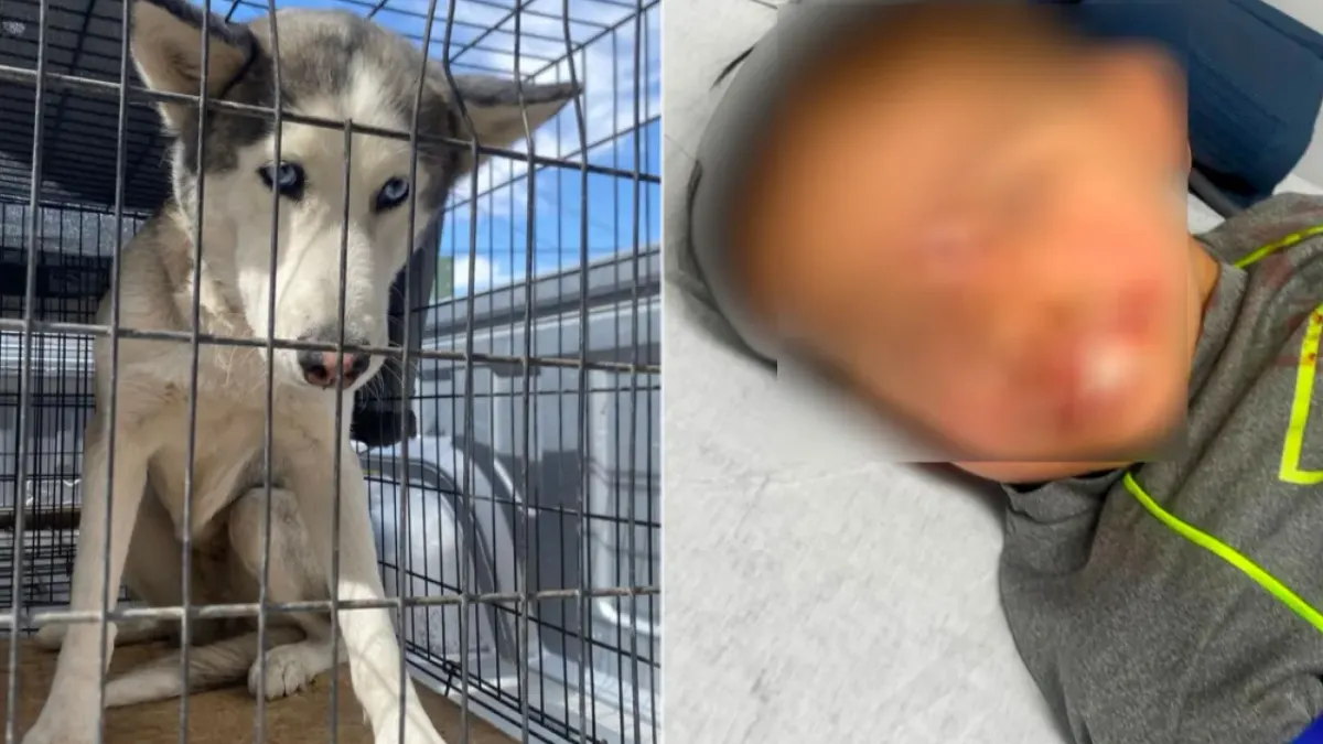 Exigirán bozales tras ataque de perro a niño en Feria del Libro