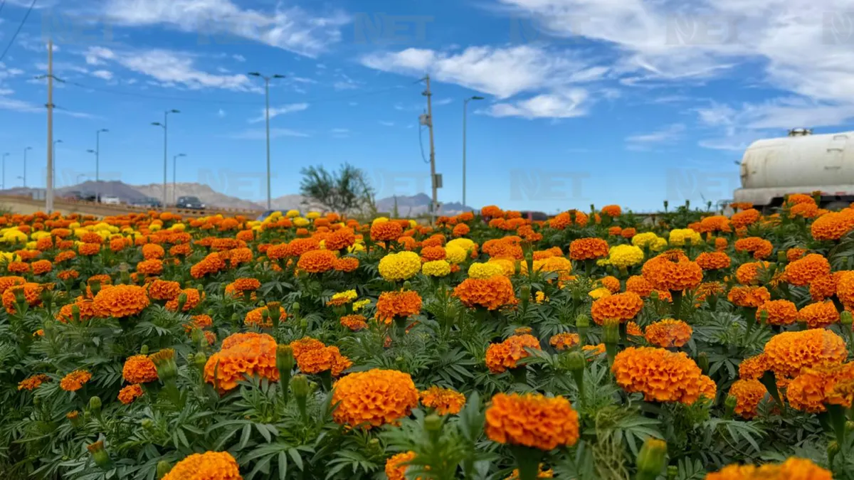 Cultivan 10 mil macetas de cempasúchil en Ciudad Juárez para Día de Muertos
