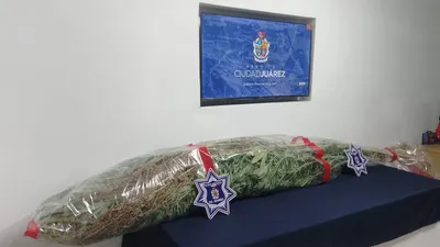 Retiran policías cultivo de marihuana tras reporte vecinal en Las Haciendas